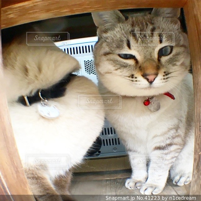 猫の写真・画像素材