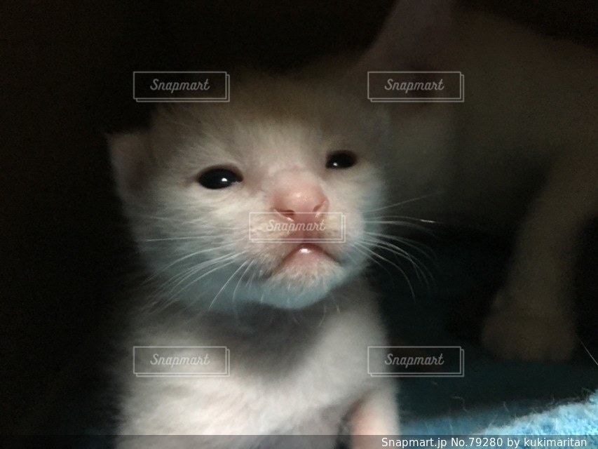 No.79280 猫三昧