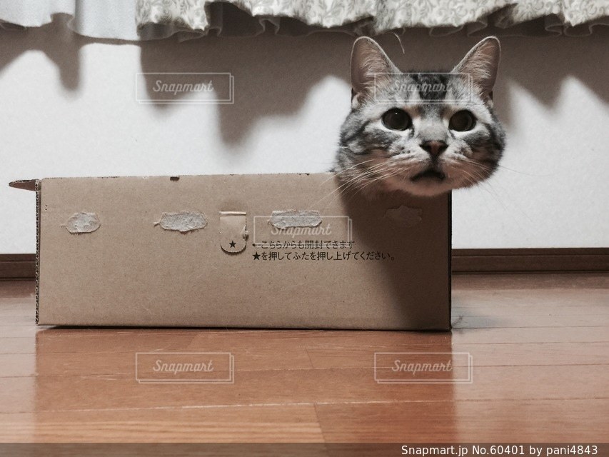 猫 - No.60401