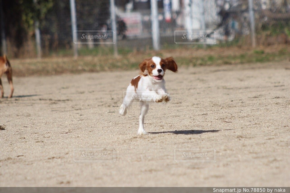 No.78850 公園